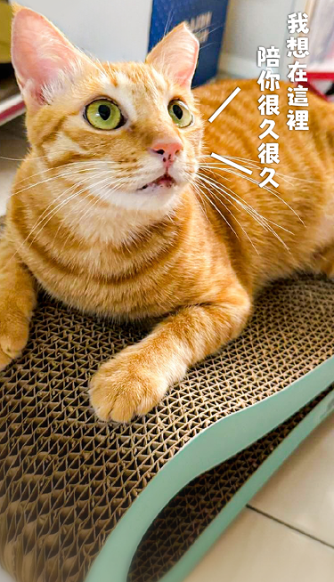 毛小孩紀念網站